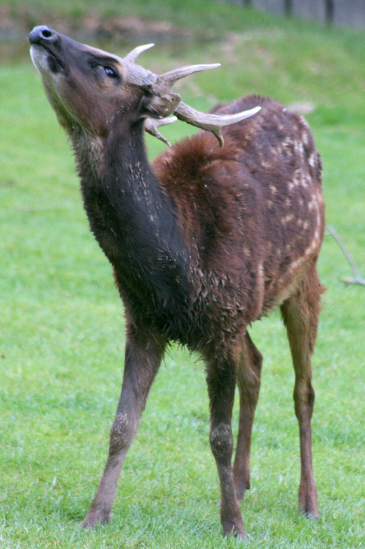 Prince Alfred's deer; Colchester; 15th July 2012