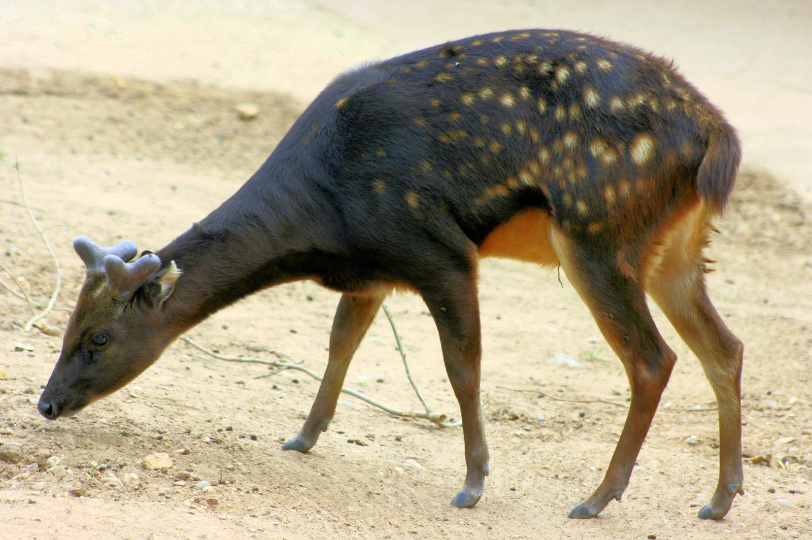 Prince Alfred's Deer; Colchester; 28th September 2013