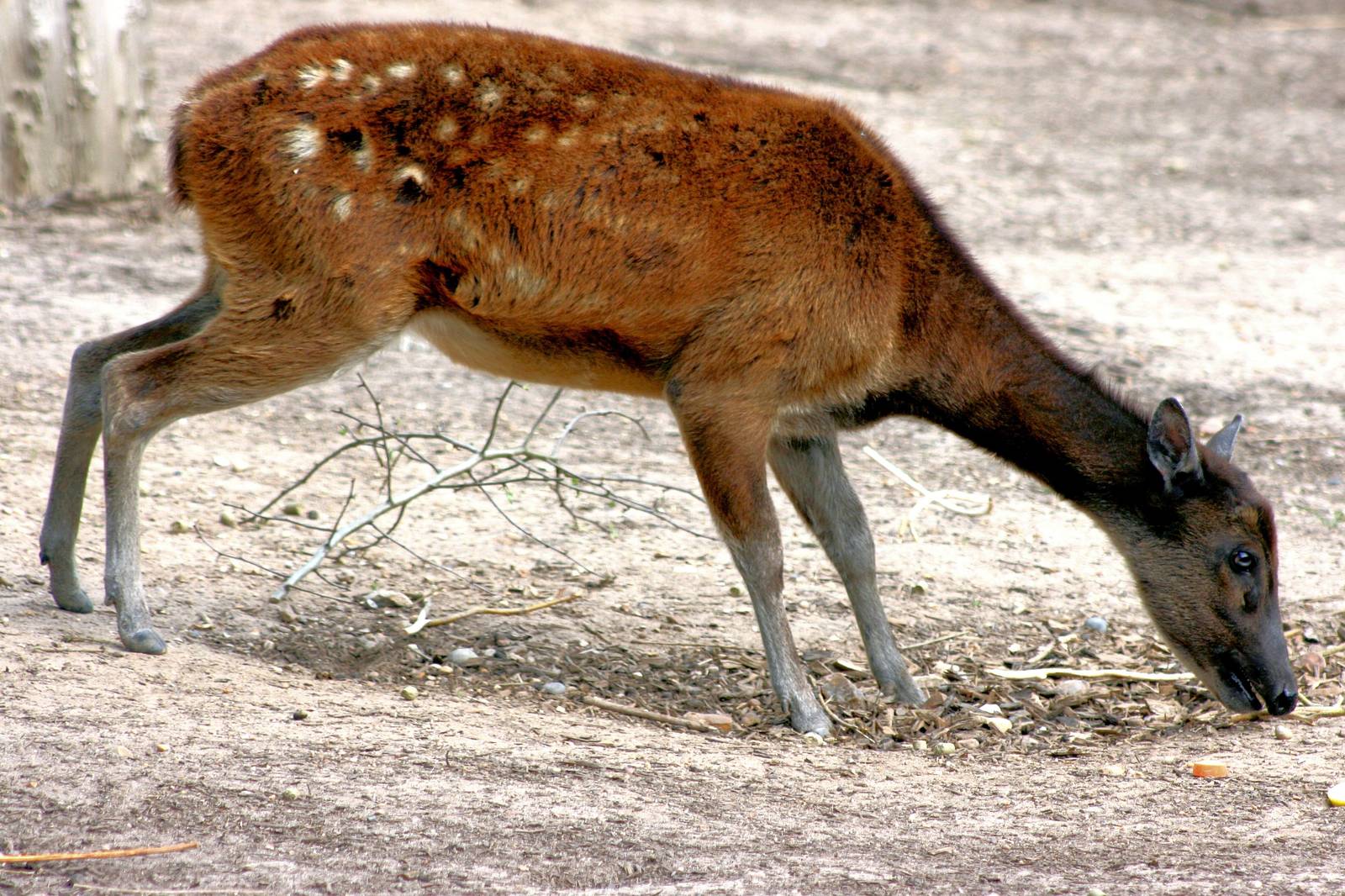 Prince Alfred's deer; Colchester; 30th May 2015