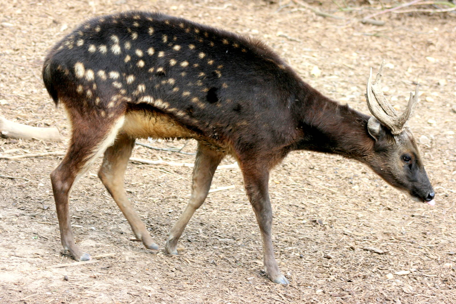 Prince Alfred's deer; Colchester; 30th May 2015