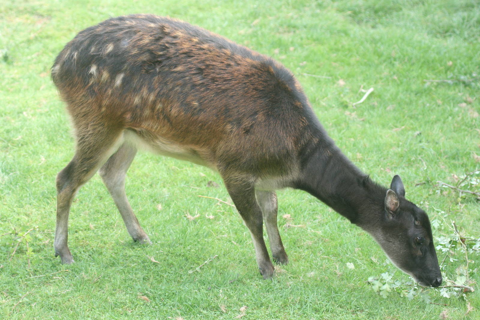 Prince Alfred's deer; Colchester; 8th August 2009