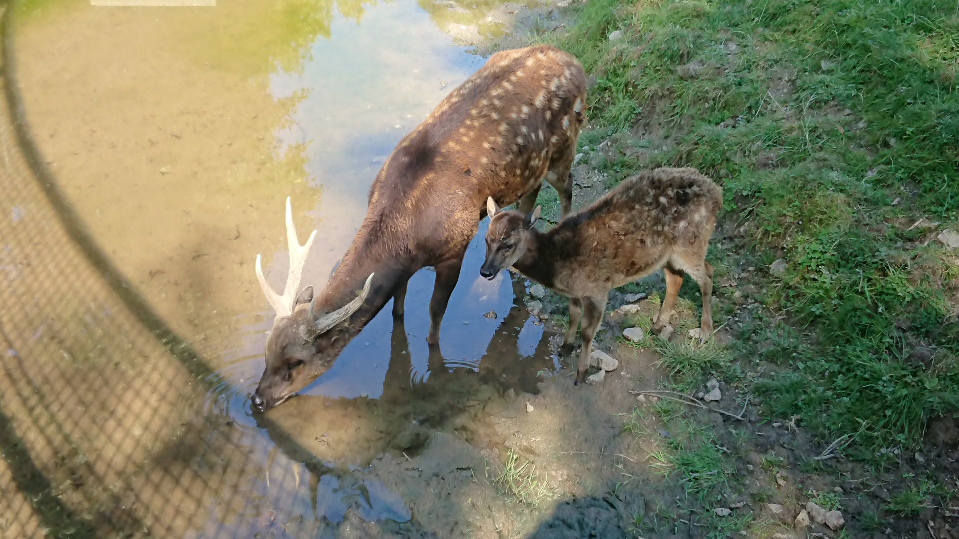 Prince Alfred's Deer Father & child 9/7/19