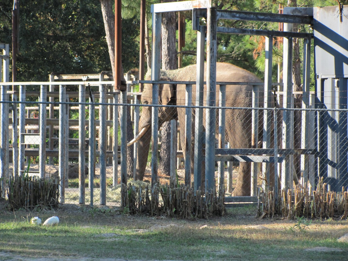 Prince Closeup November 2010