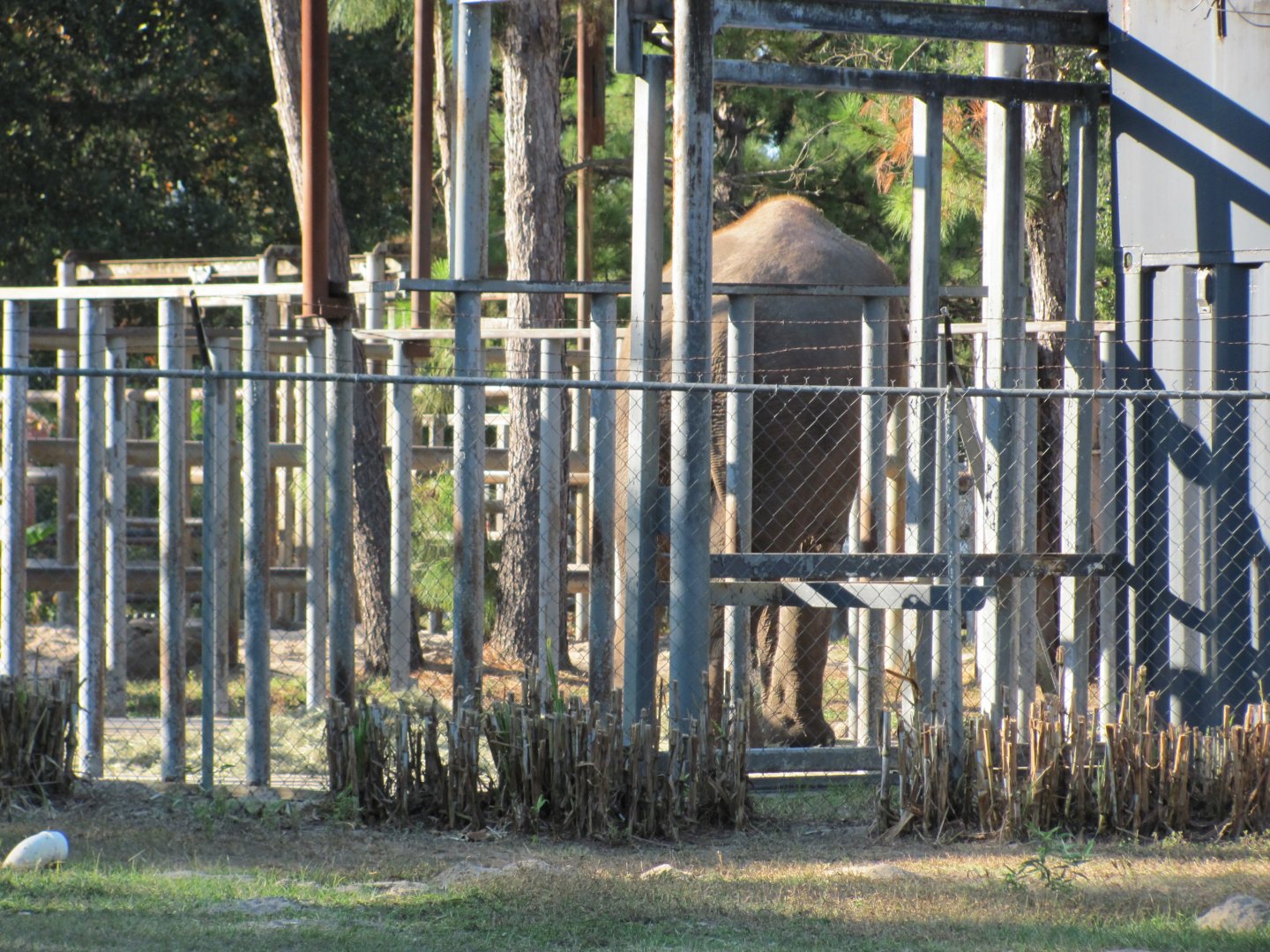 Prince Closeup Rear View 1 November 2010