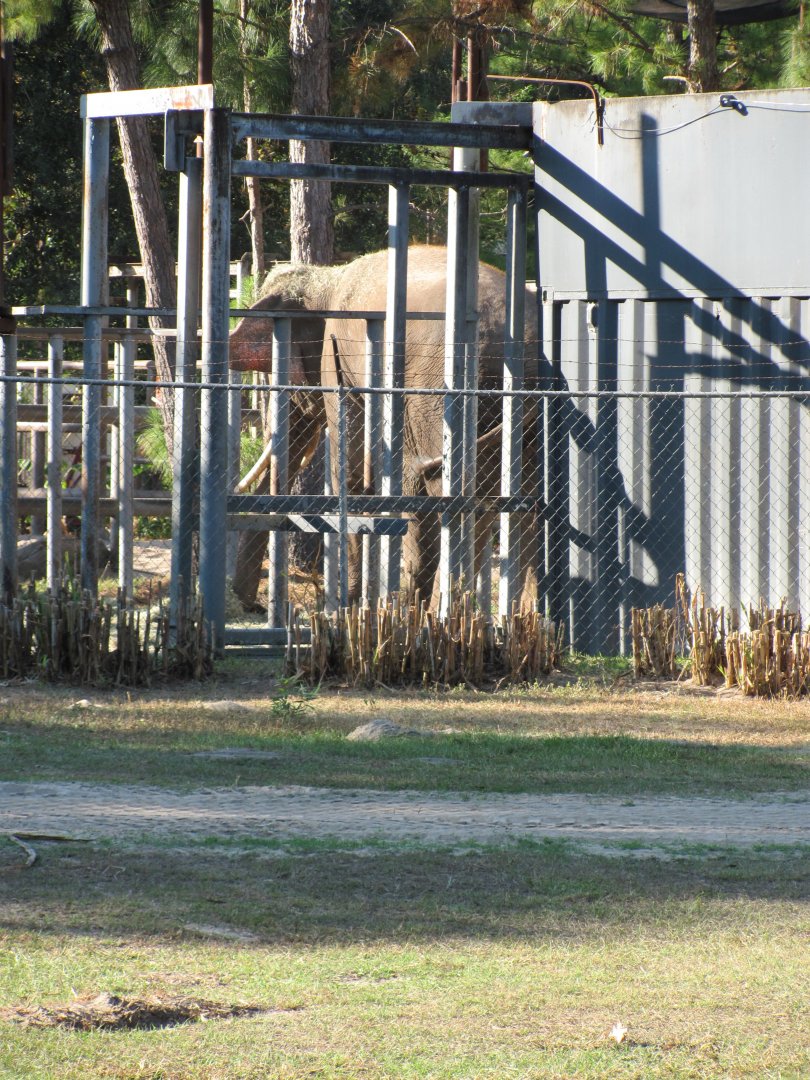 Prince Closeup Rear View 2 November 2010