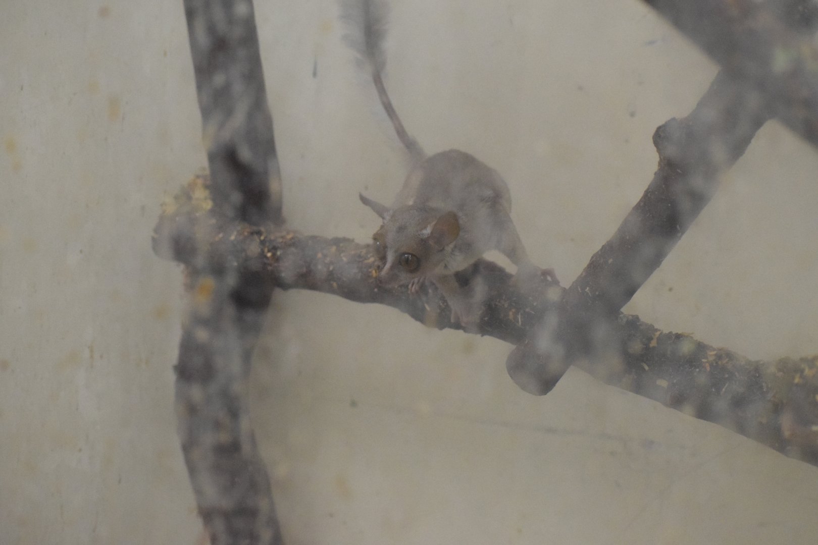 Prince Demidoff's bushbaby