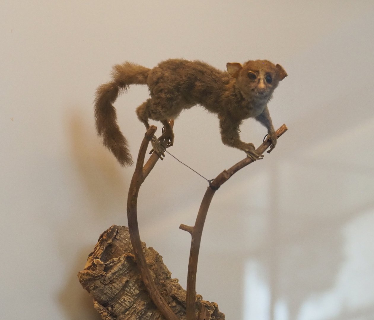 Prince Demidoff's dwarf galago (Galagoides demidoff) specimen, 2021-10-20
