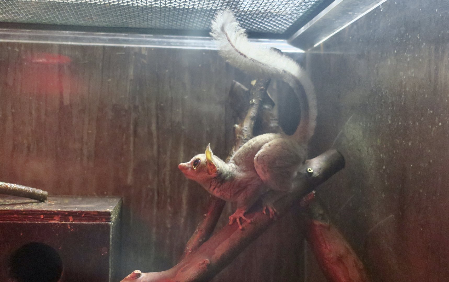 Prince Demidoff's Galago (Galagoides demidovii)