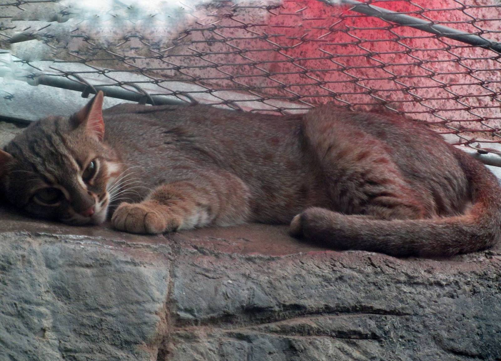 Prince - Rusty spotted cat (Prionailurus rubiginosus)