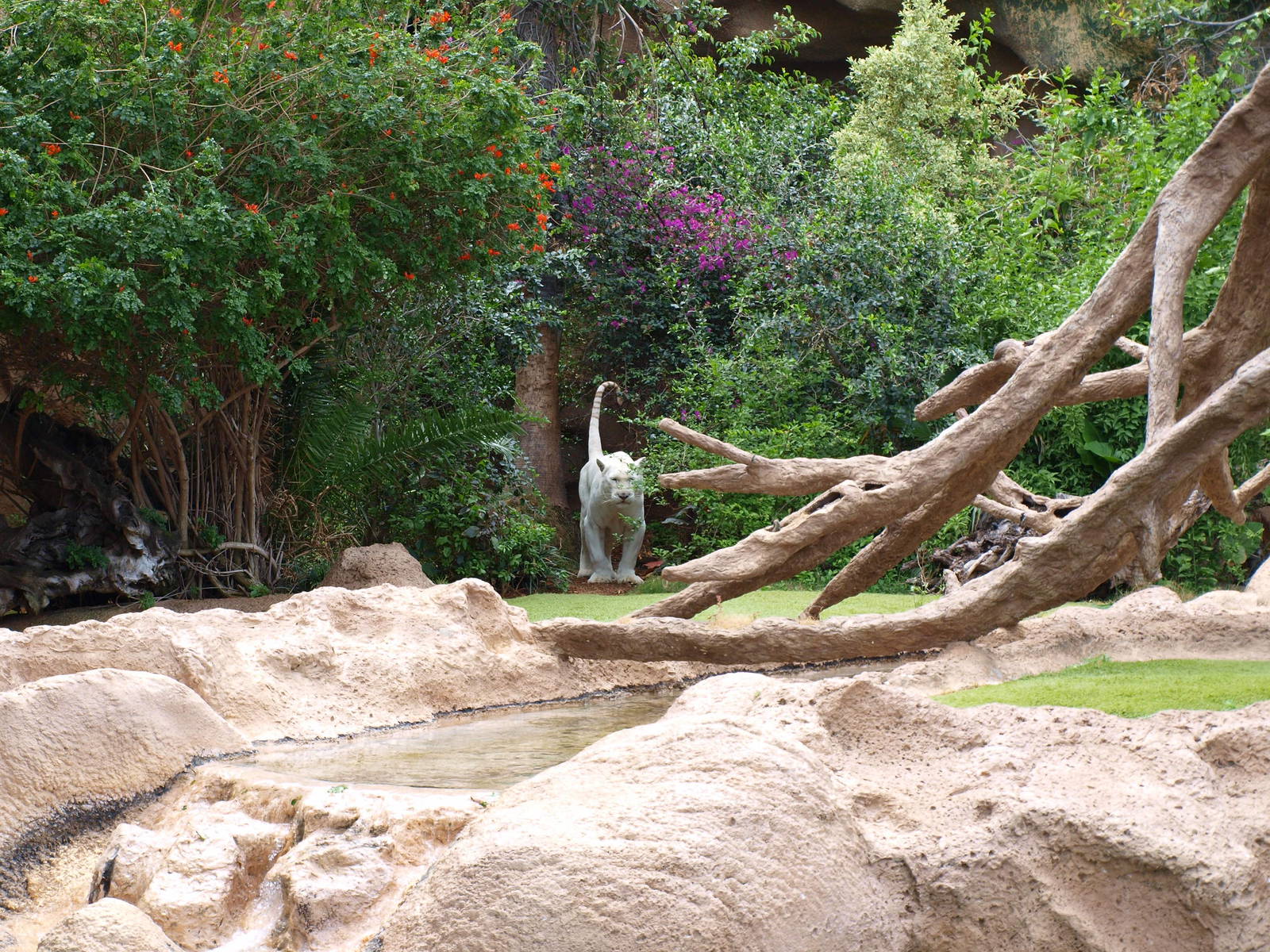 Prince - Tiger Island