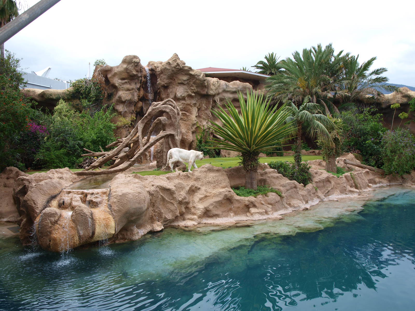 Prince - Tiger Island