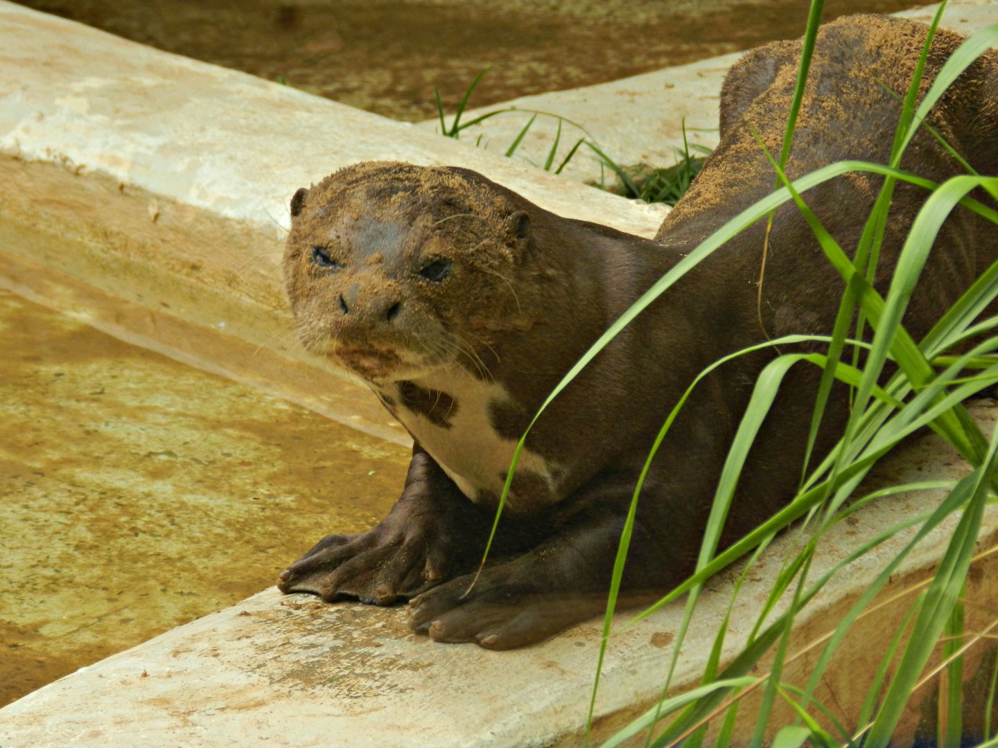 "Princesa", the giant otter - Sorocaba zoo (PZMQB)
