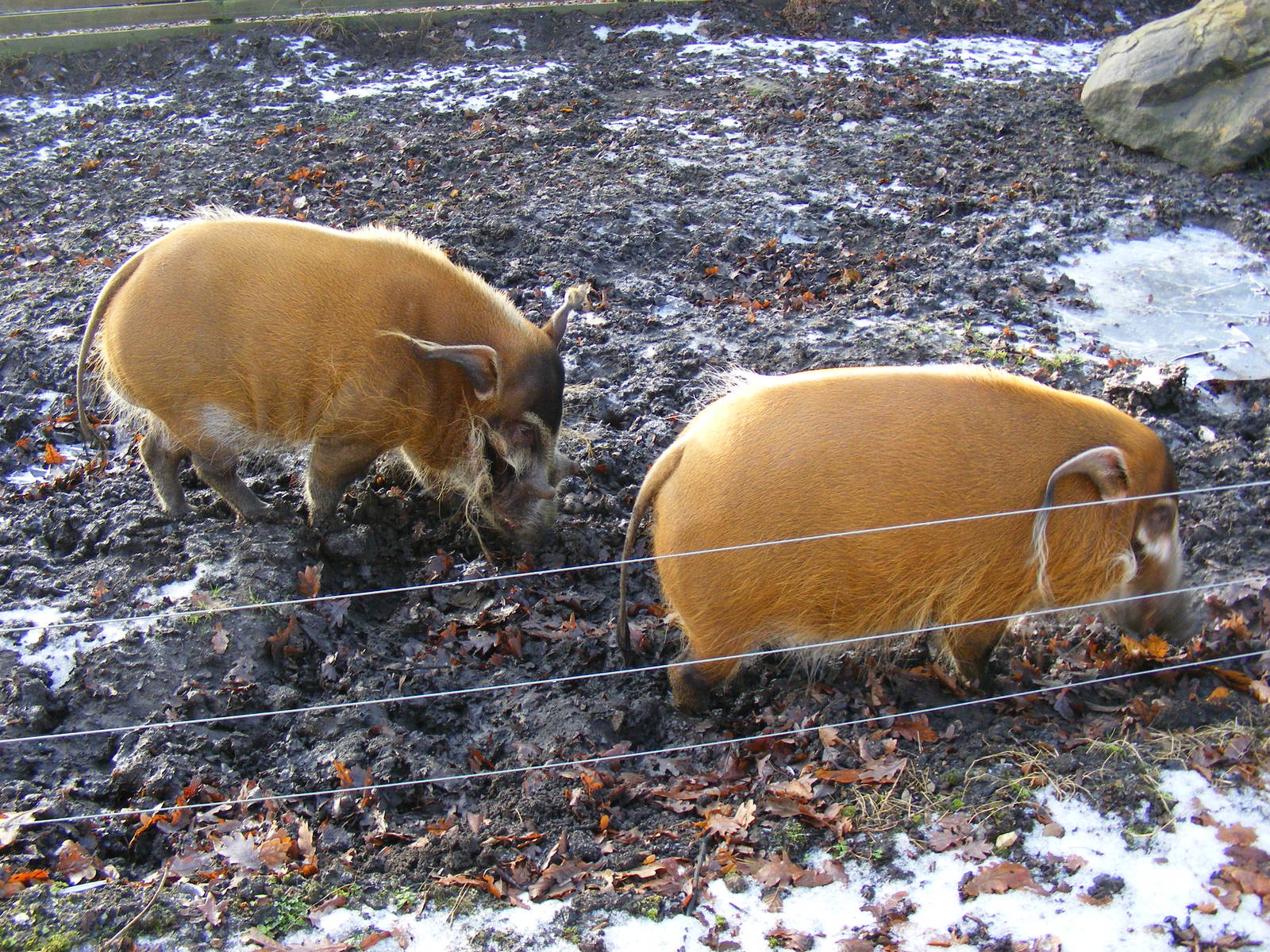 Princess and Butler the red river hogs at Knowsley Safari Park, 28 December