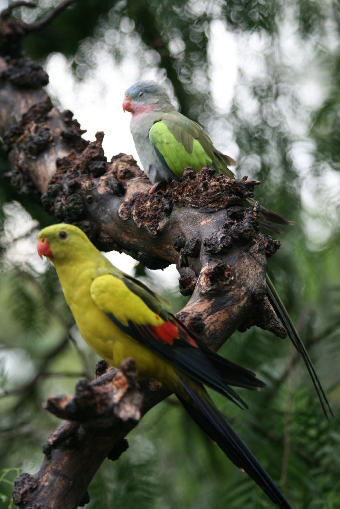 Princess and Regent Parrot