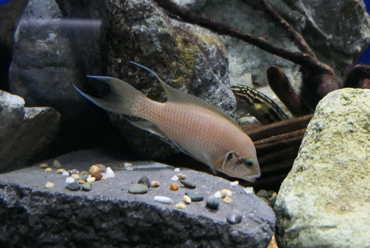 Princess Cichlid (Neolamprologus brichardi)