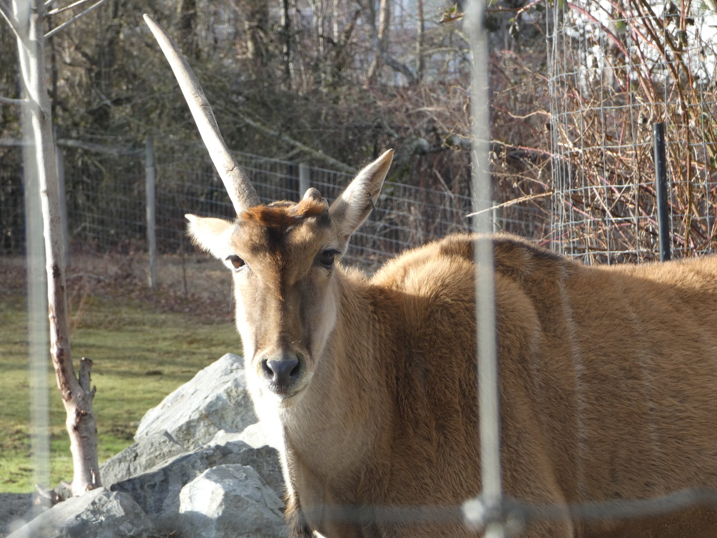Princess (Common eland)