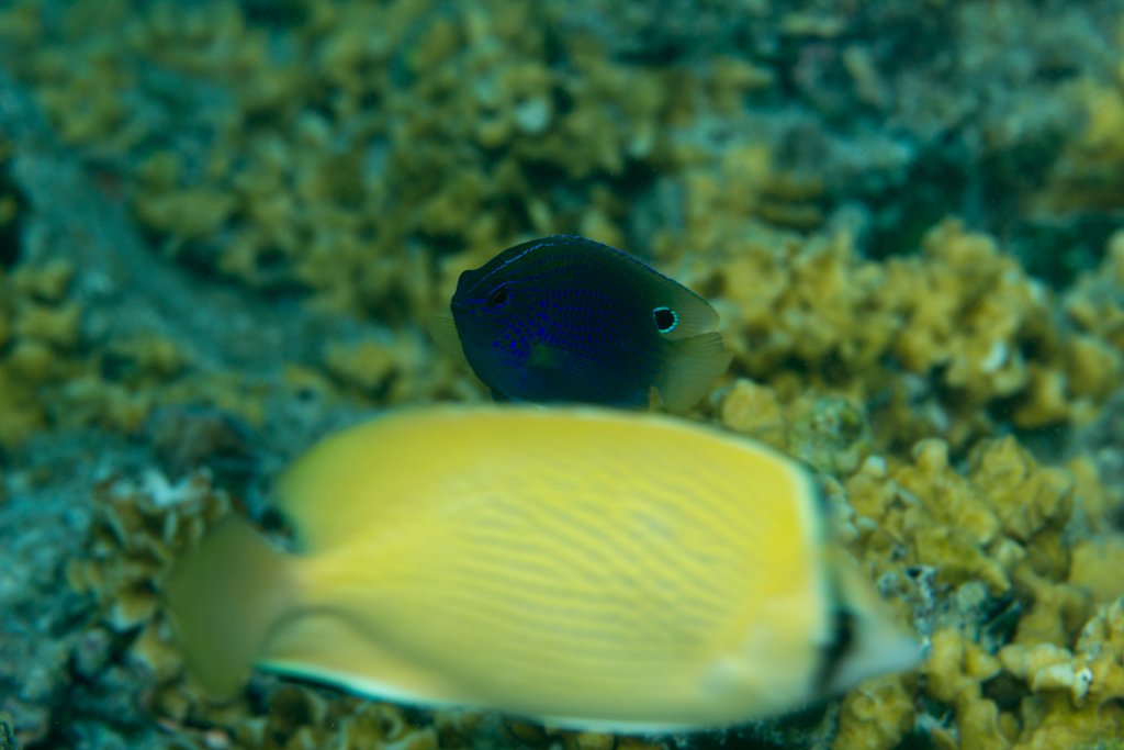 Princess Damsel and Citron Butterflyfish