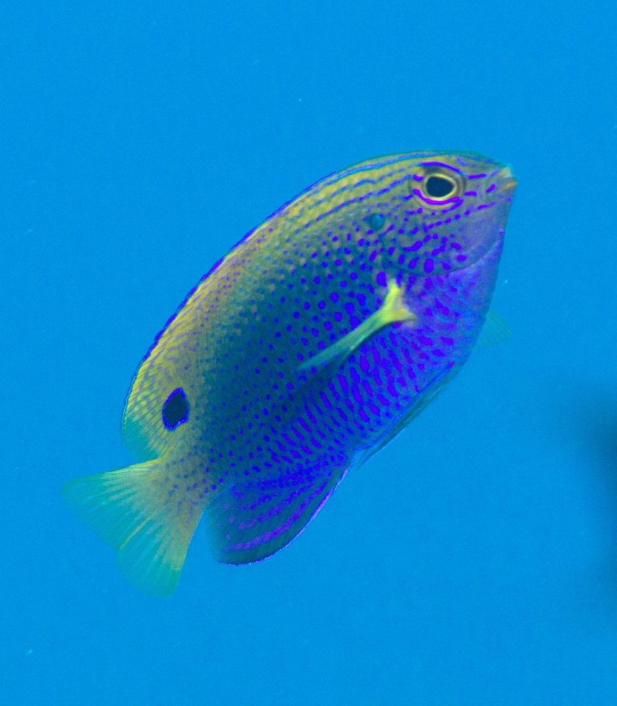 Princess Damsel (Pomacentrus vaiuli)