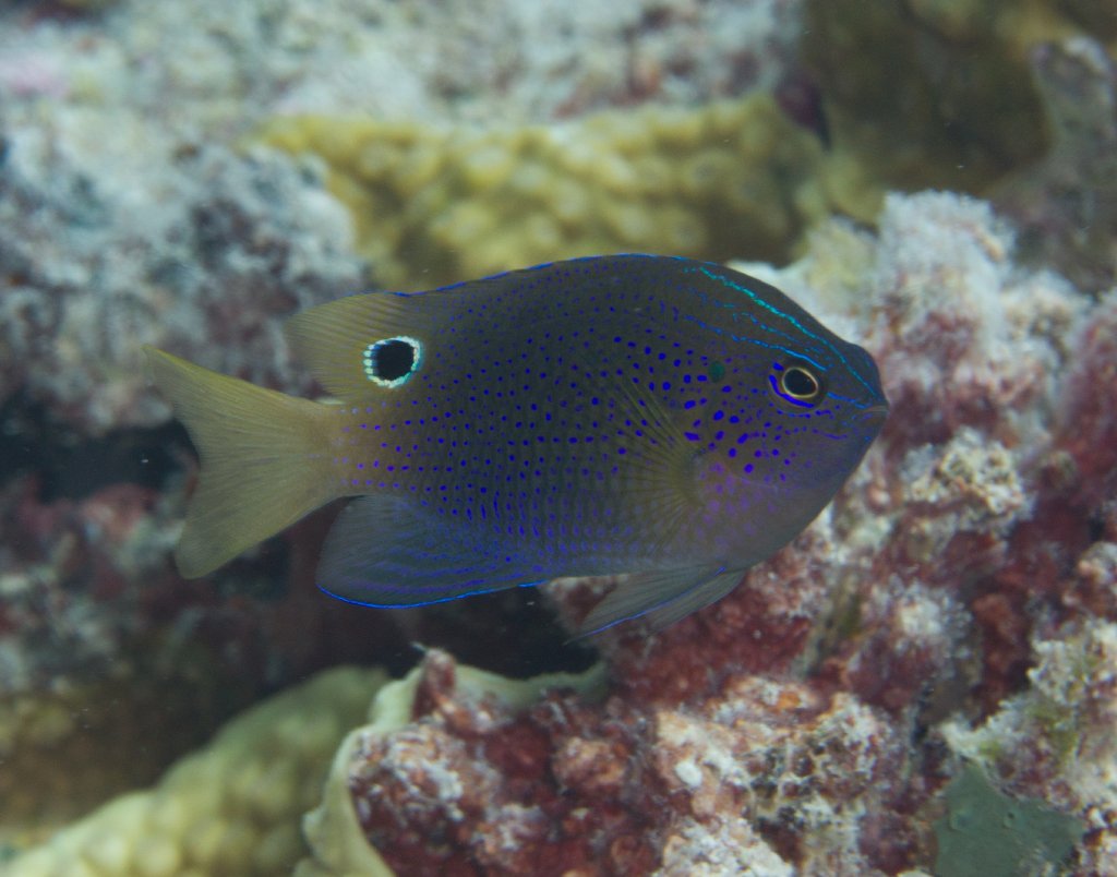 Princess Damsel (Pomacentrus vaiuli