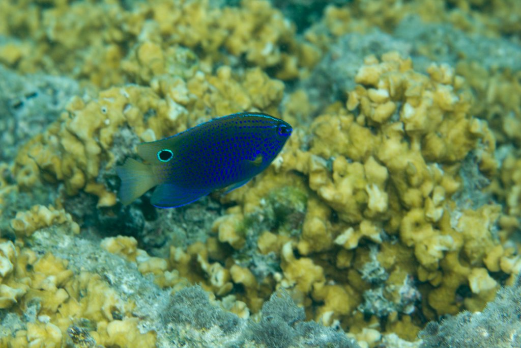 Princess Damsel (Pomacetrus vaiuli)