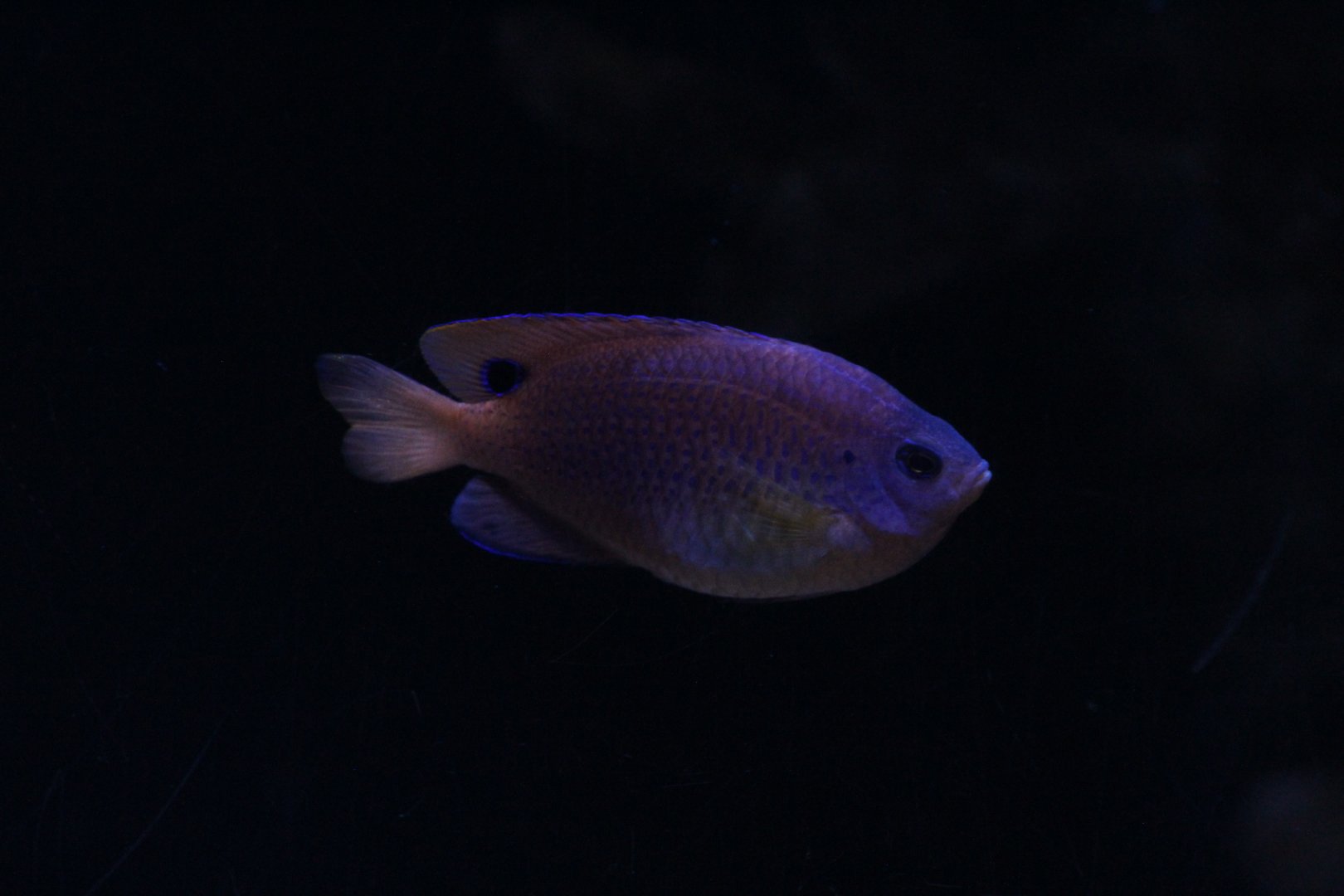 Princess Damselfish