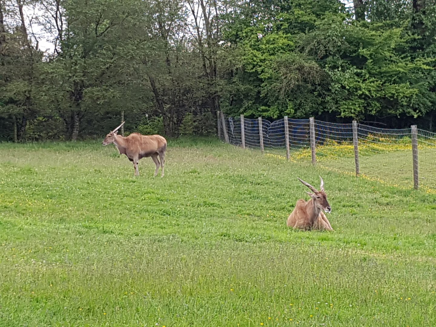 Princess & Ernie (Common Eland)