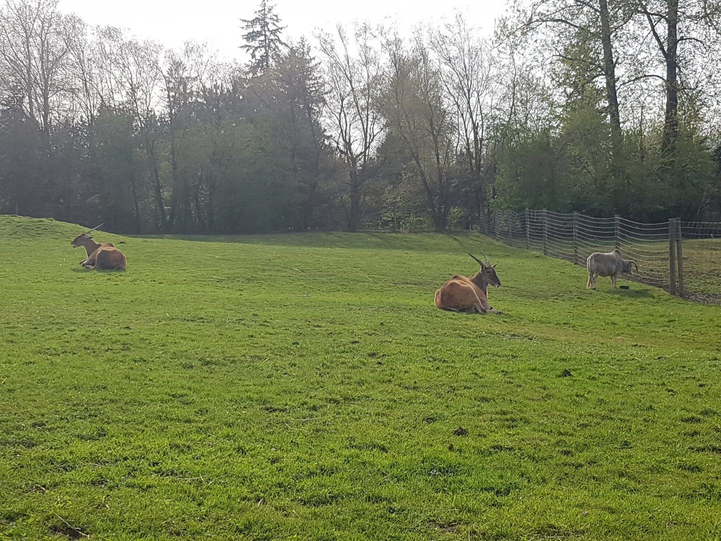 Princess, Ernie (Common Elands), & Zeus (Dwarf Zebu)
