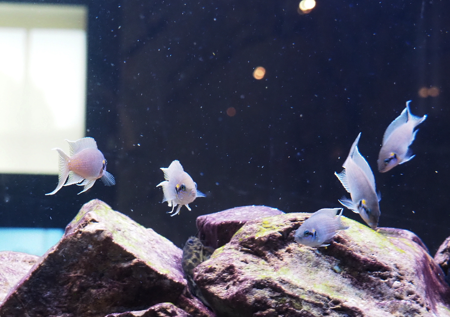 Princess of Burundi cichlids (Neolamprologus brichardi), 2021-10-20