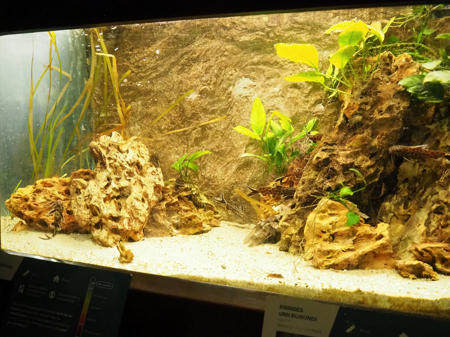 Princess of Burundi (Neolamprologus brichardi) and Dwarf lake Synodontis (Synodontis petricola) tank, 2023-08-17