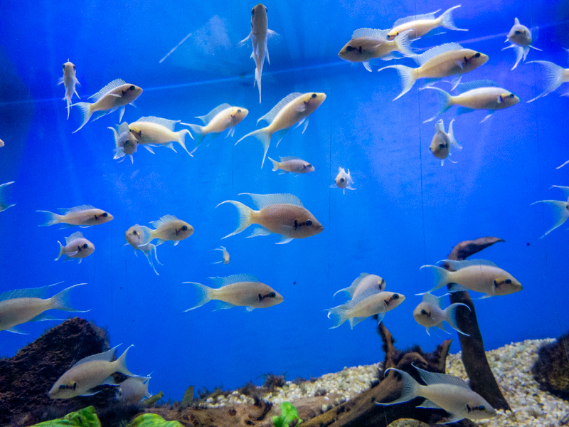 Princess of Burundi (Neolamprologus brichardi)