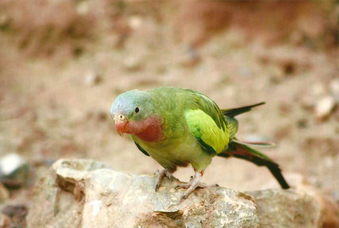 Princess of Wales Parakeet 14th September 2012