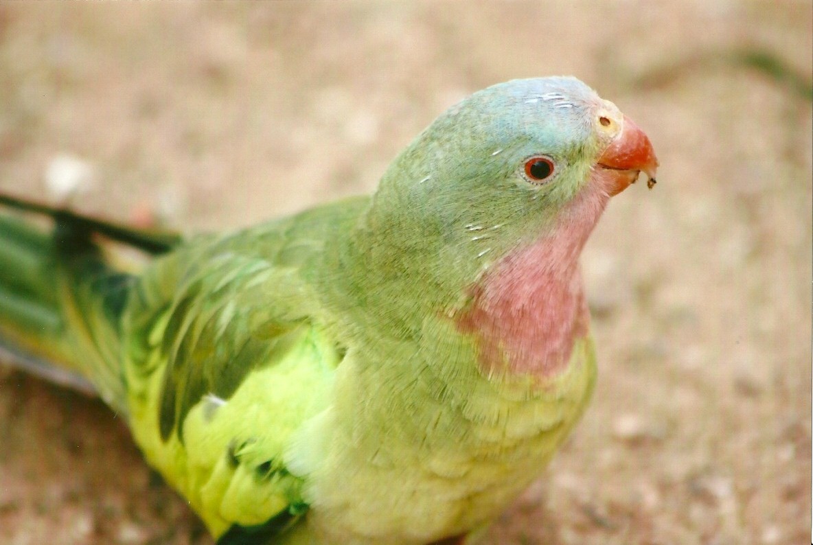 Princess of Wales Parakeet 14th September 2012