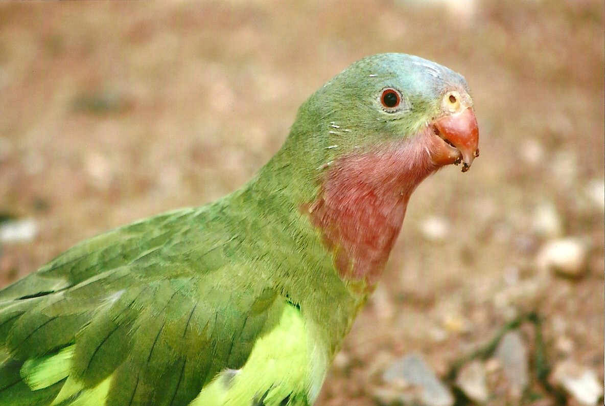 Princess of Wales Parakeet 14th September 2012