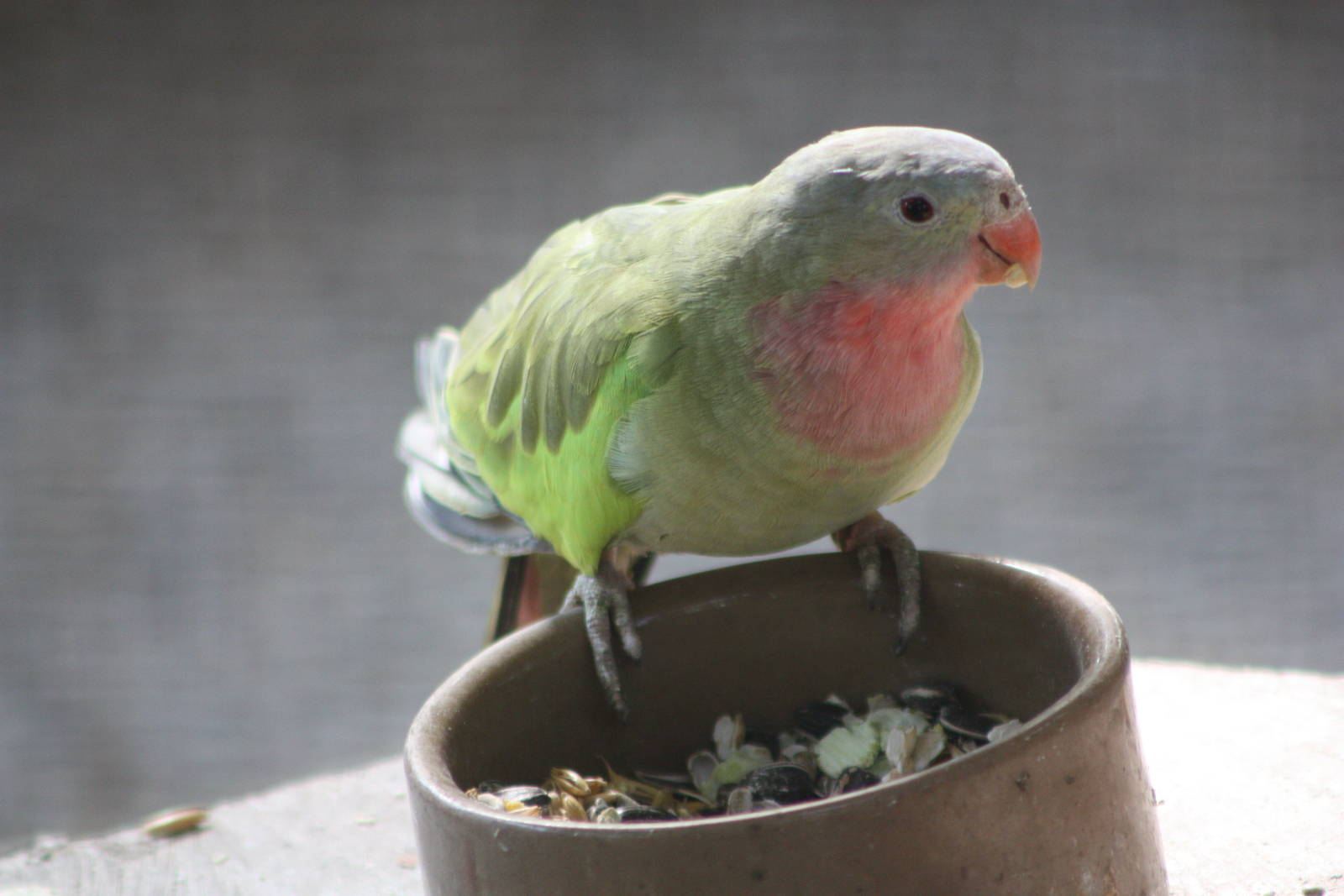 Princess of Wales Parakeet, 1st June 2014
