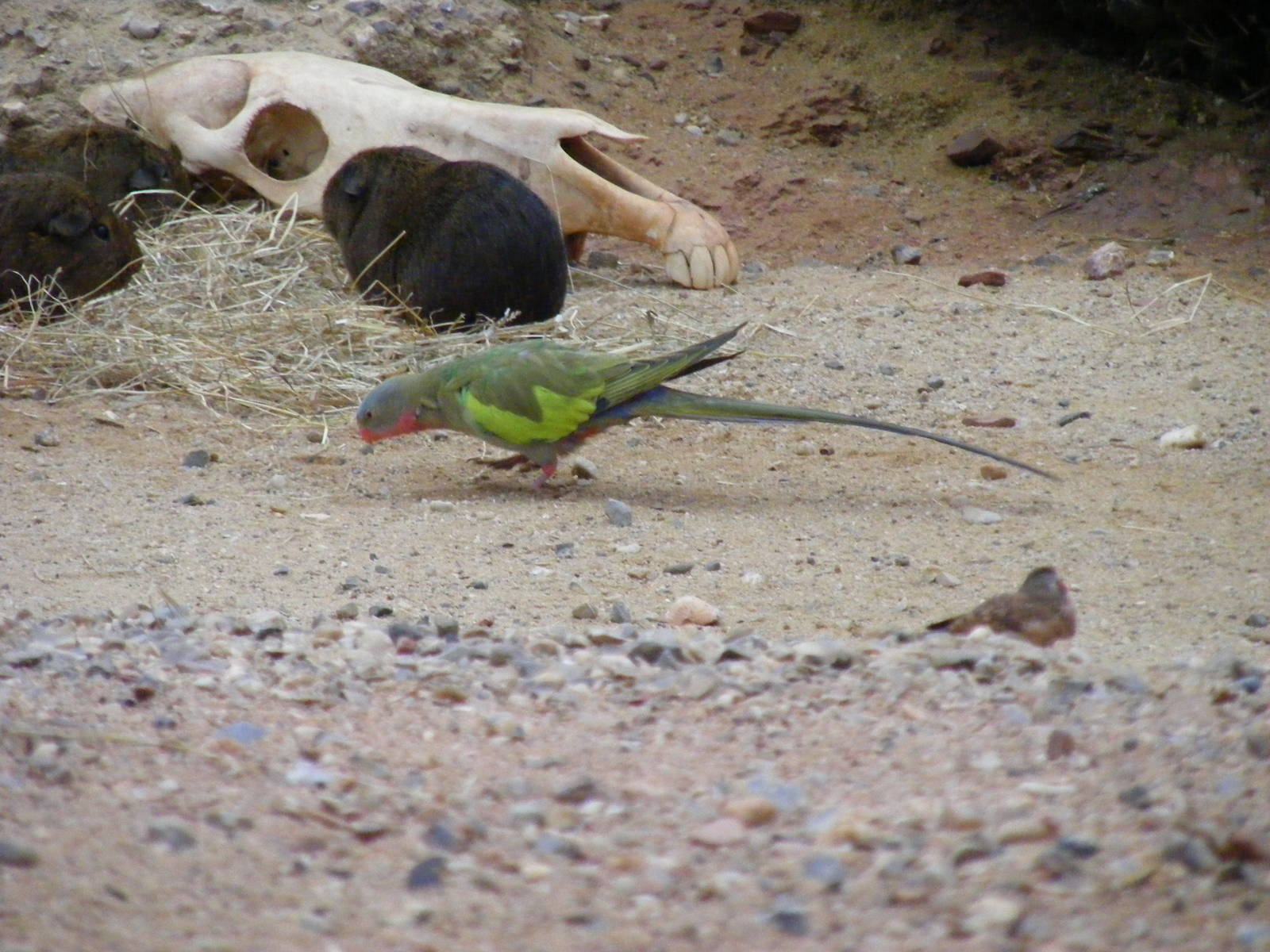 Princess of Wales parakeet at Paignton Zoo, 31 December 2010