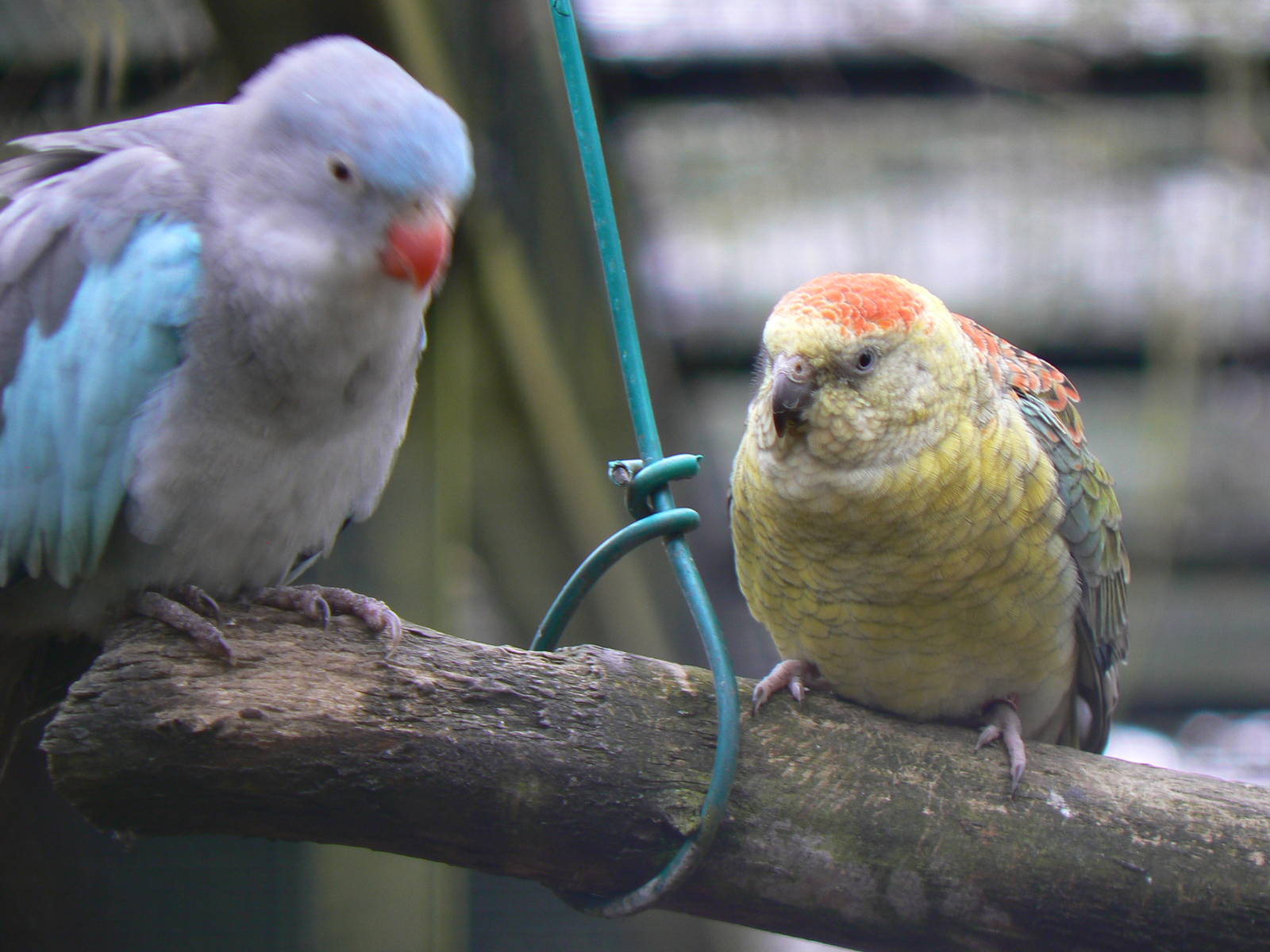Princess-of-Wales Parakeet Mutation to the left, ID Please for the Parrot o