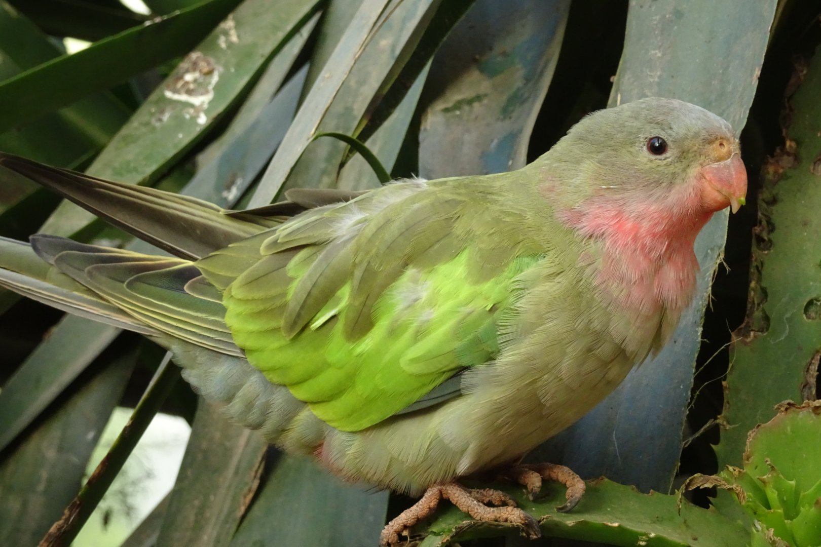 Princess of Wales parakeet, November 2017