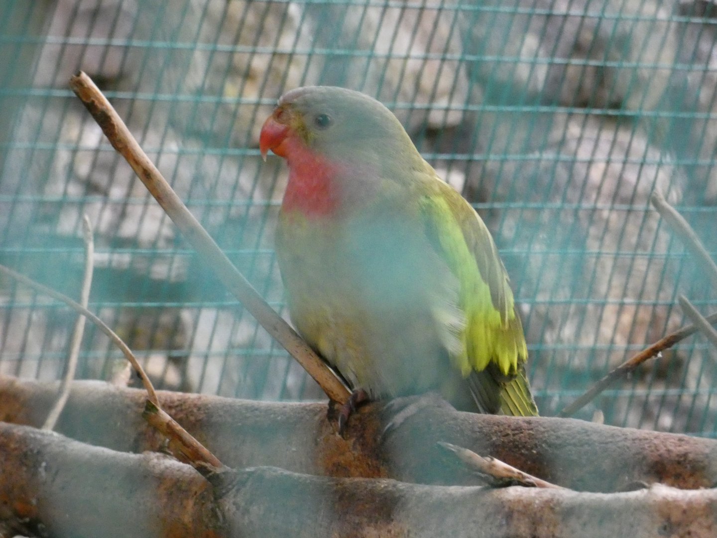 Princess of Wales parakeet (Pen-y-cae Inn Zoo)
