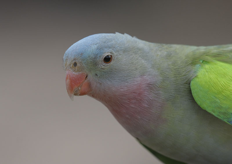 Princess of Wales parakeet