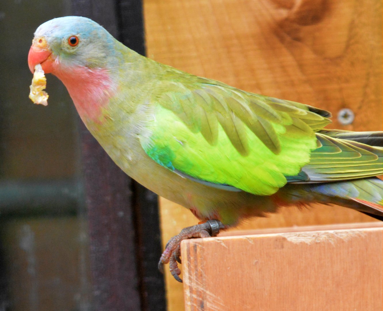 Princess Of Wales Parakeet