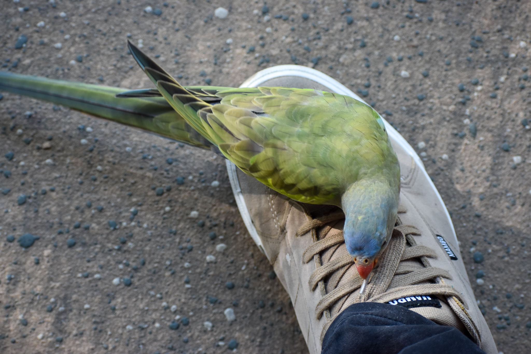 Princess Parrot chewing my shoelace