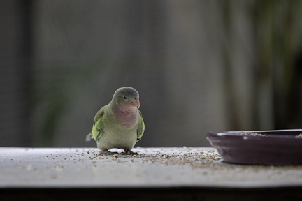 Princess Parrot (George)