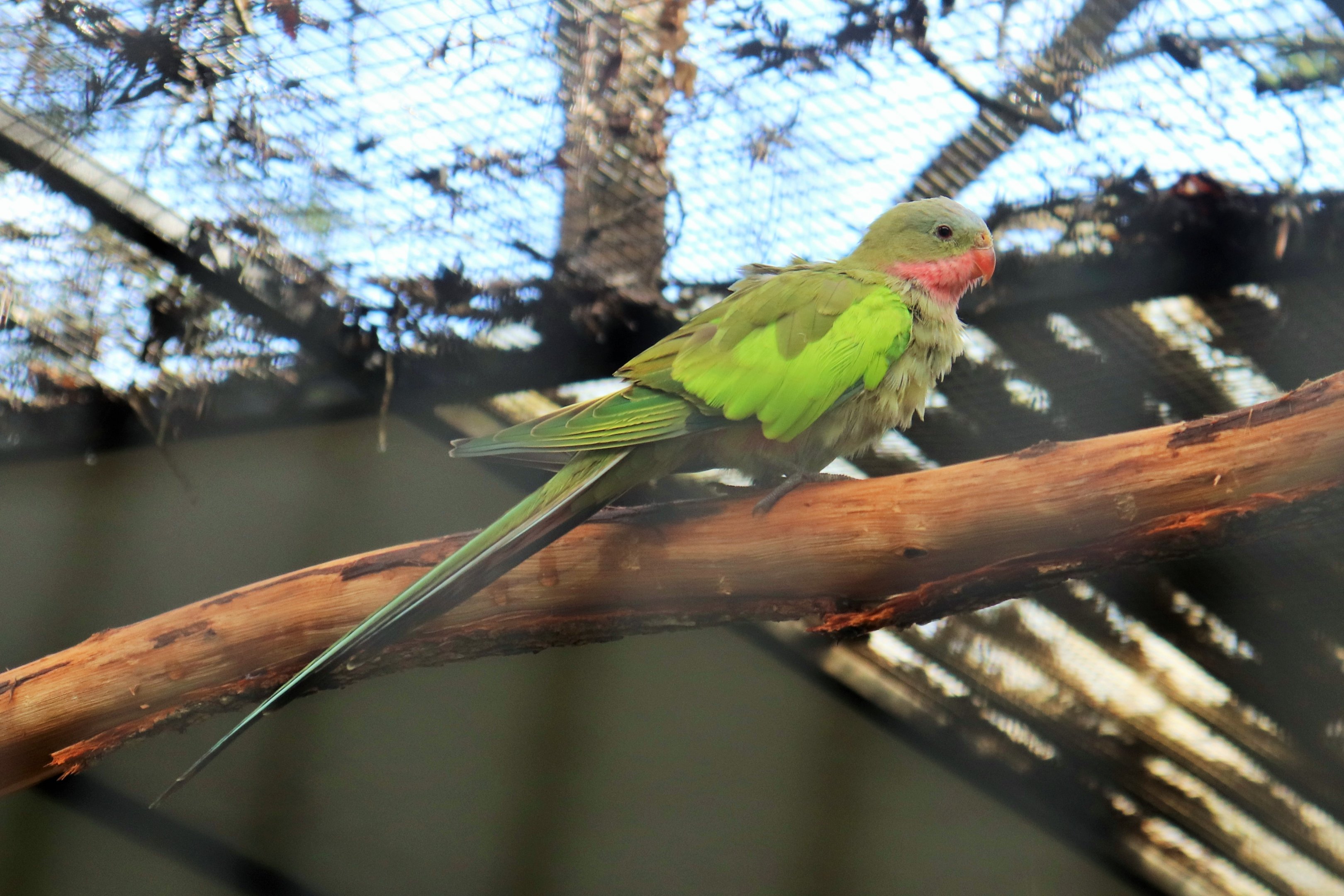 Princess Parrot (Polytelis alexandrae)