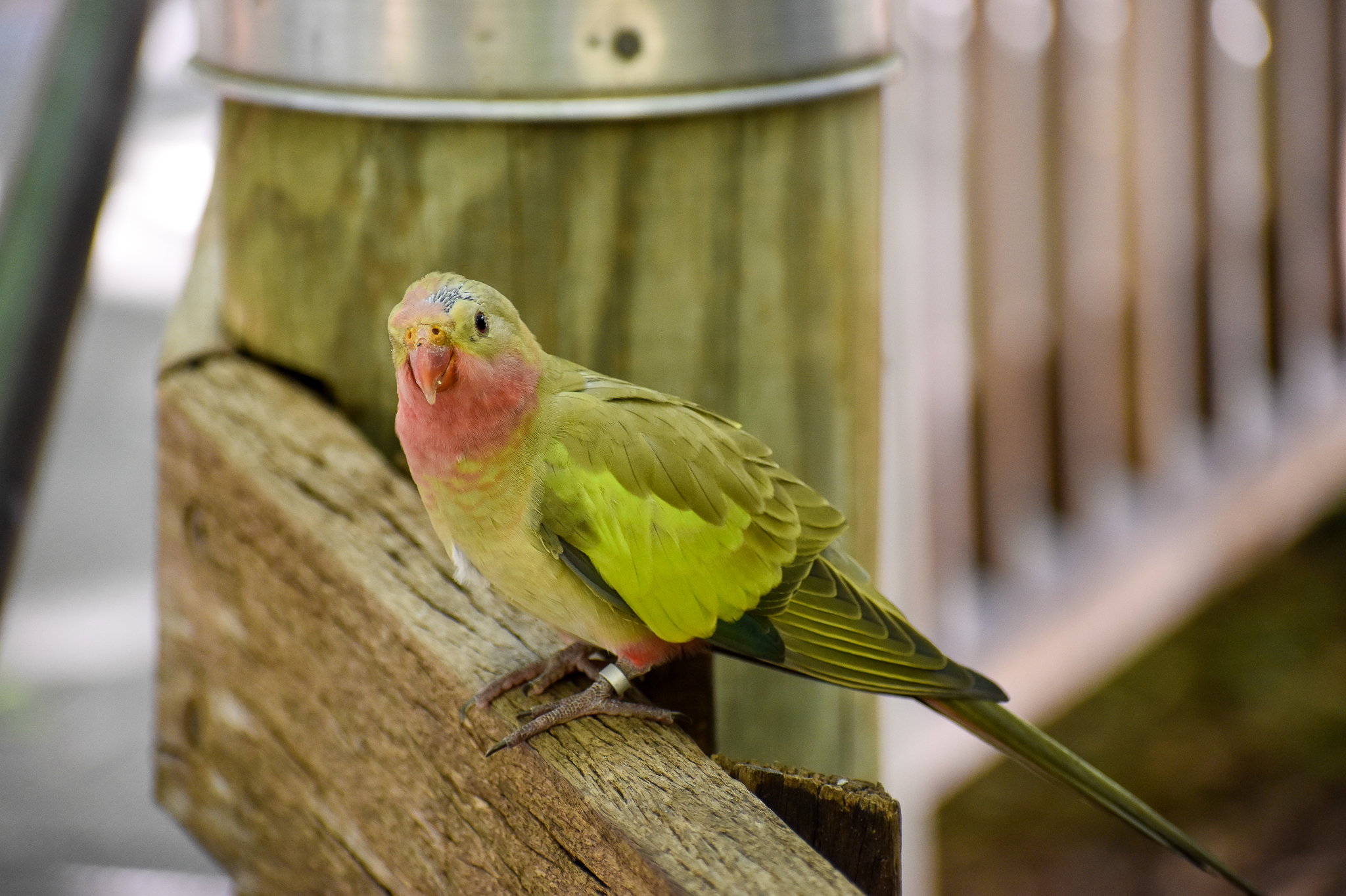 Princess Parrot (Polytelis alexandrae)