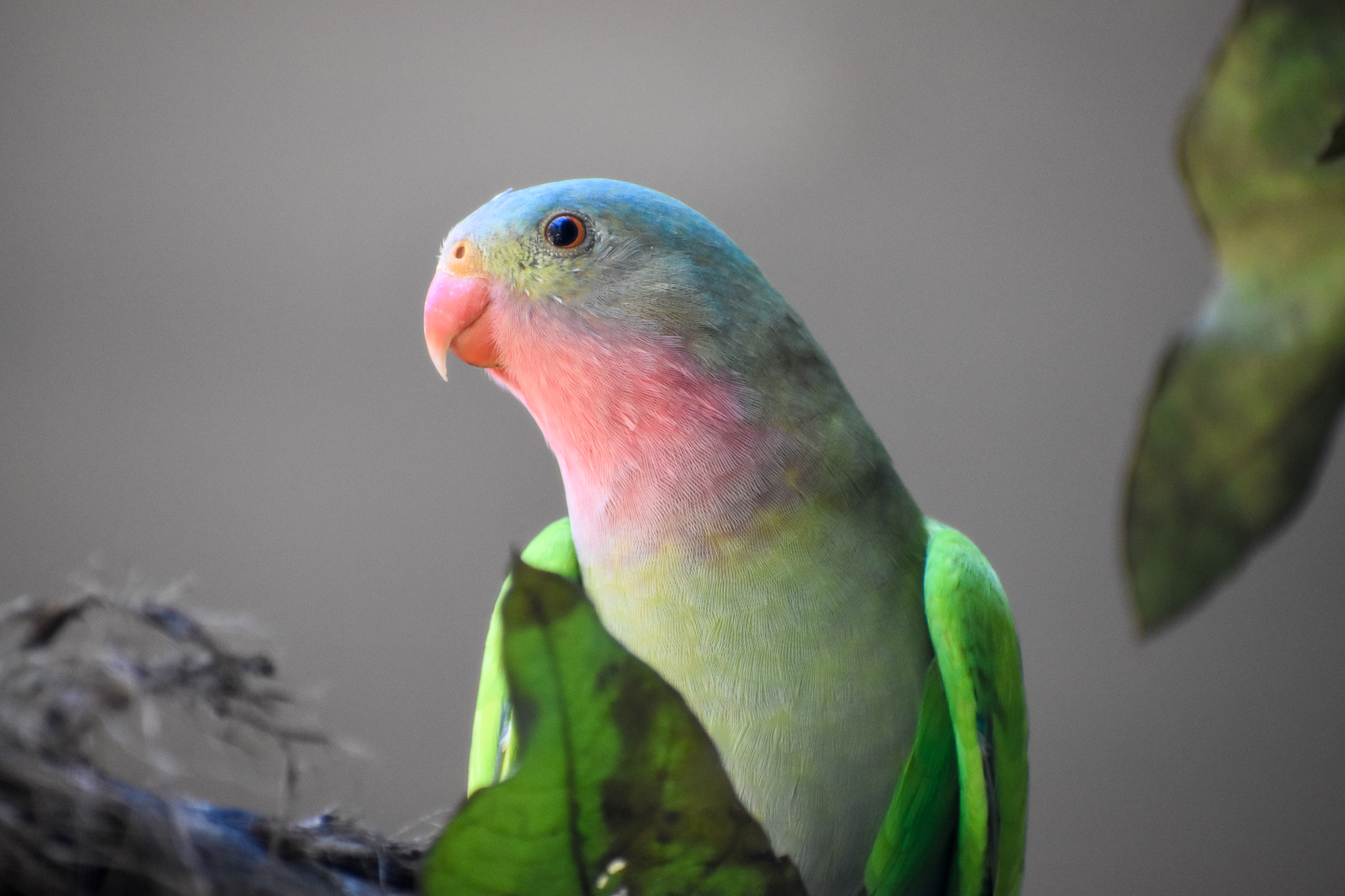 Princess Parrot (Polytelis alexandrae)