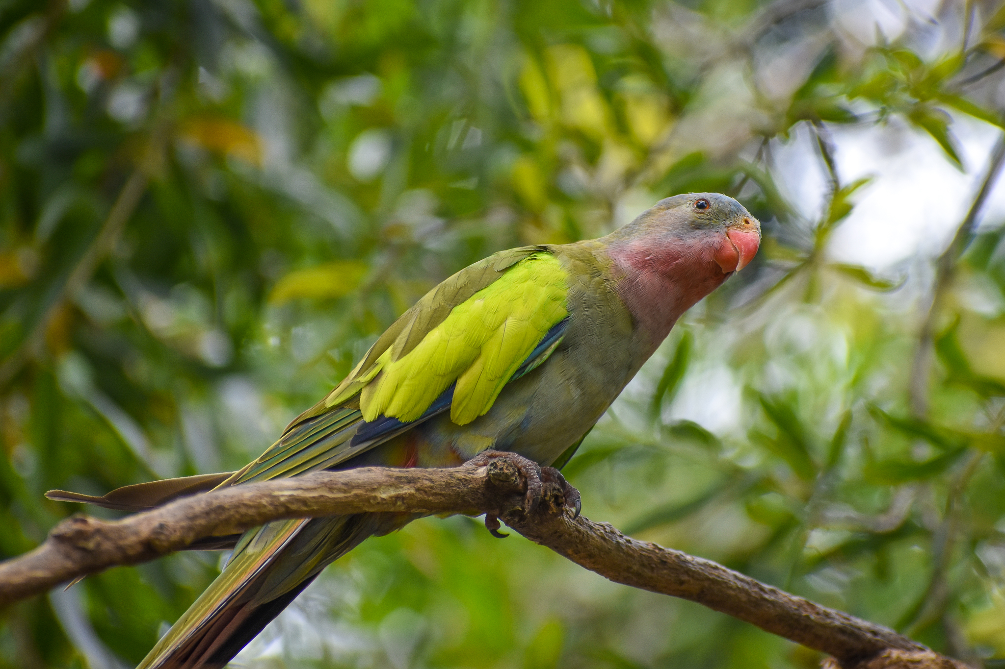 Princess Parrot (Polytelis alexandrae)