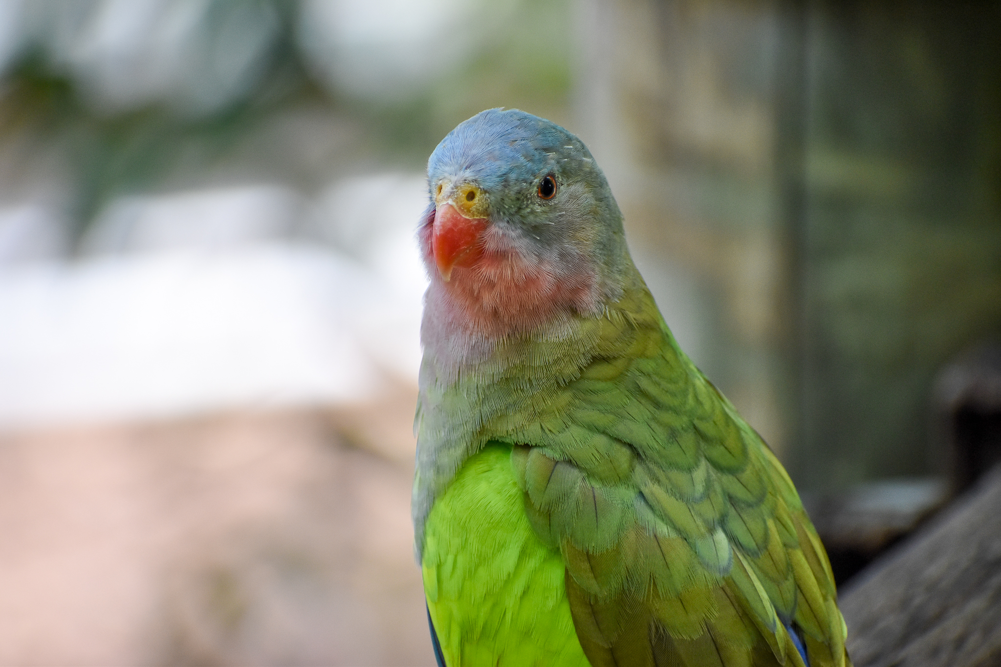 Princess Parrot (Polytelis alexandrae)