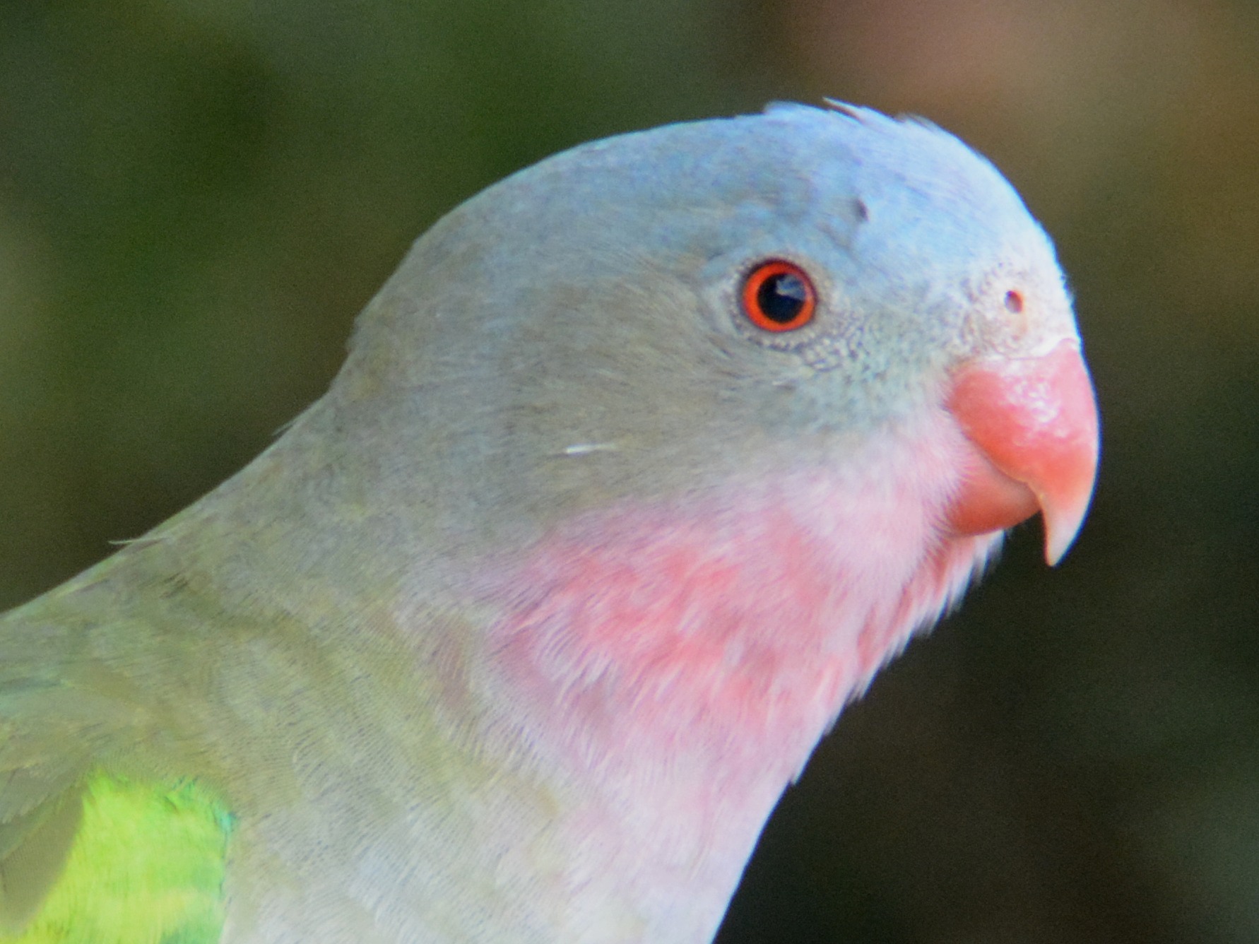Princess parrot portrait