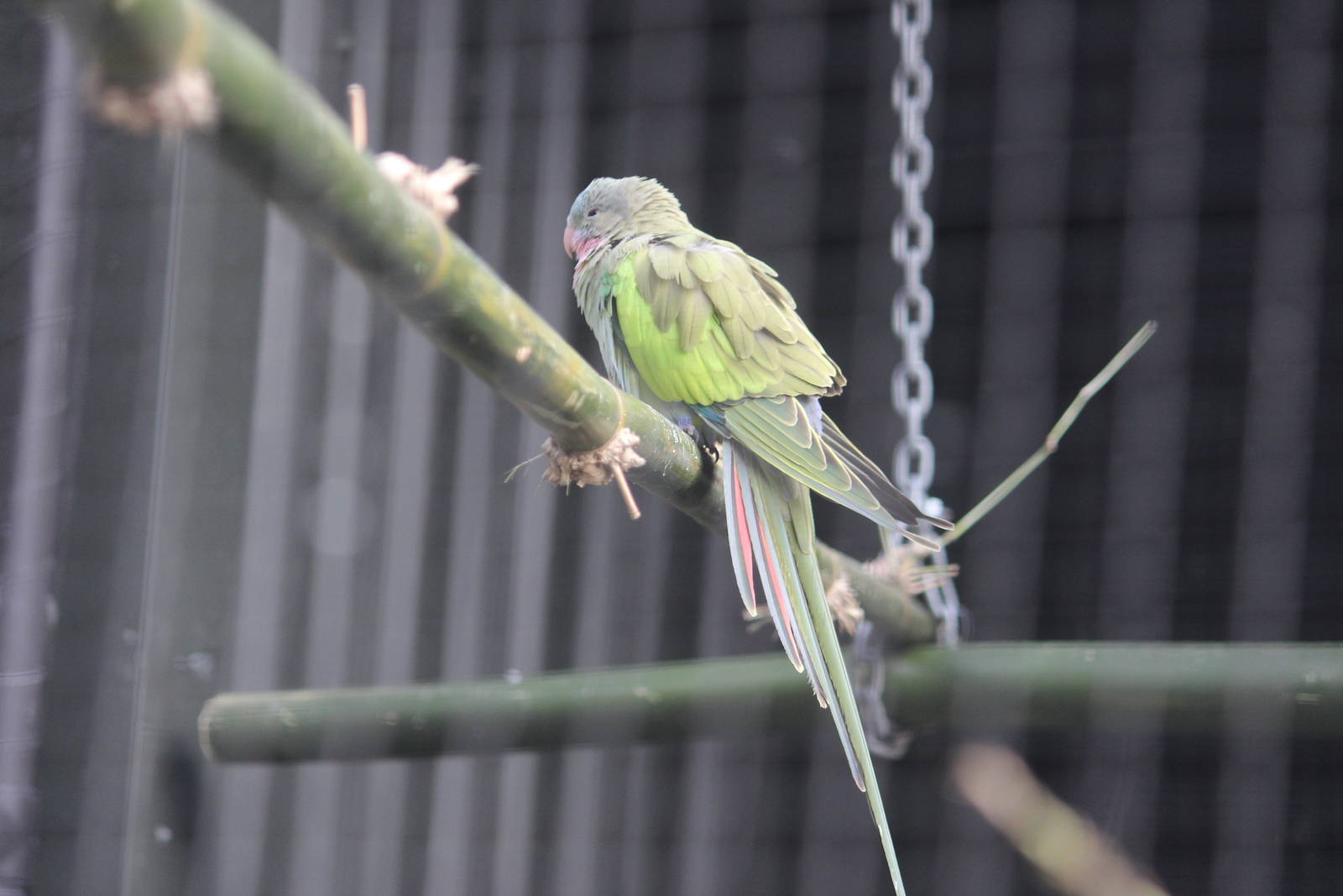 Princess Parrot, Rainbow Springs