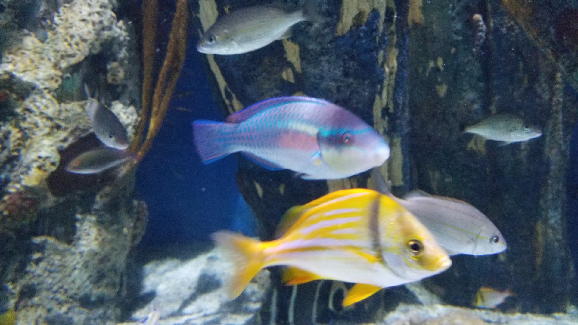 Princess parrotfish, Porkfish